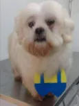Tito