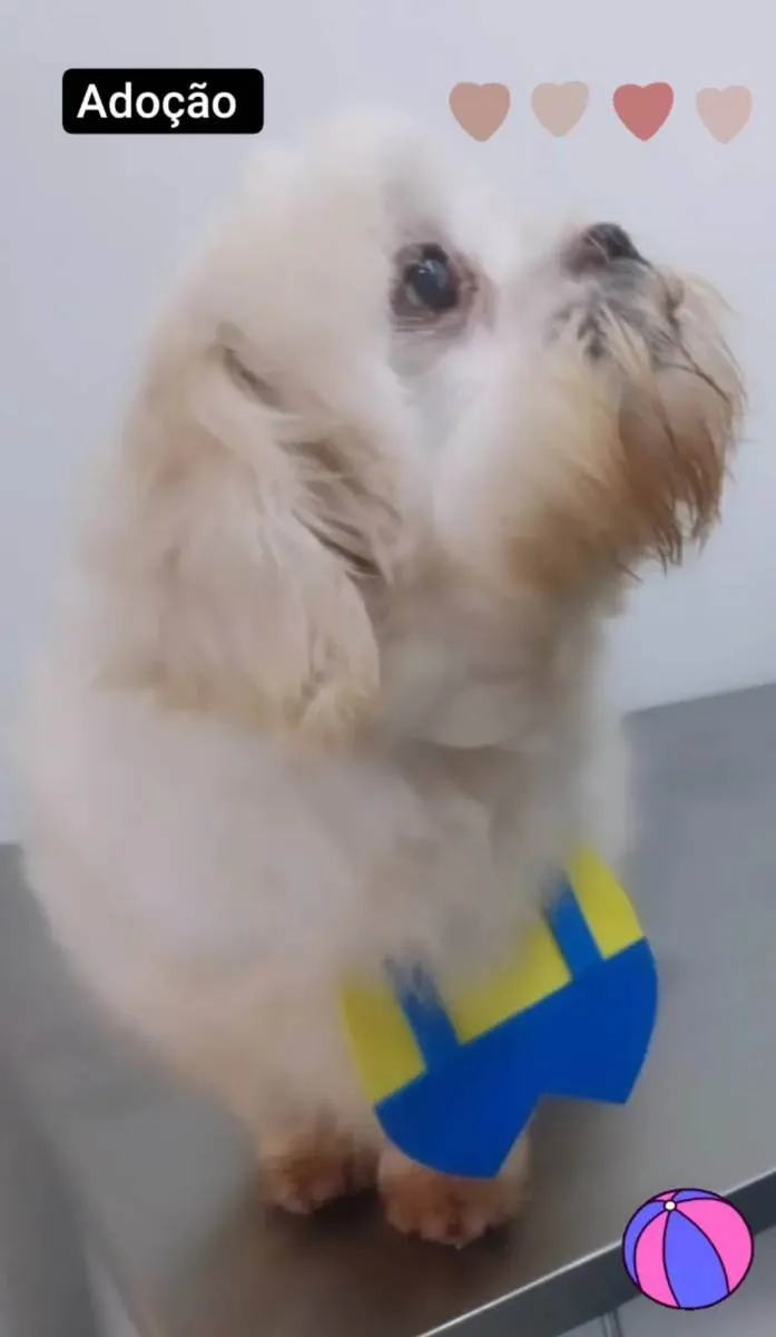 Cachorro ra a Shitzu idade 2 anos nome Tito