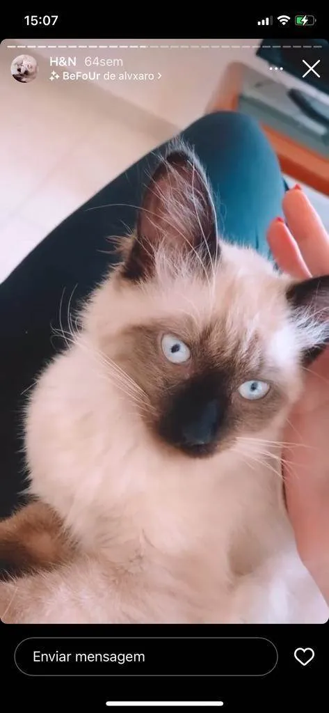 Gato ra a Siamês misturado com angorá idade 1 ano nome Nicky