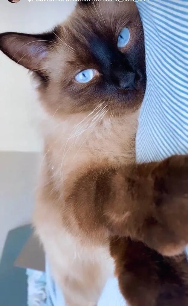 Gato ra a Siamês misturado com angorá idade 1 ano nome Nicky