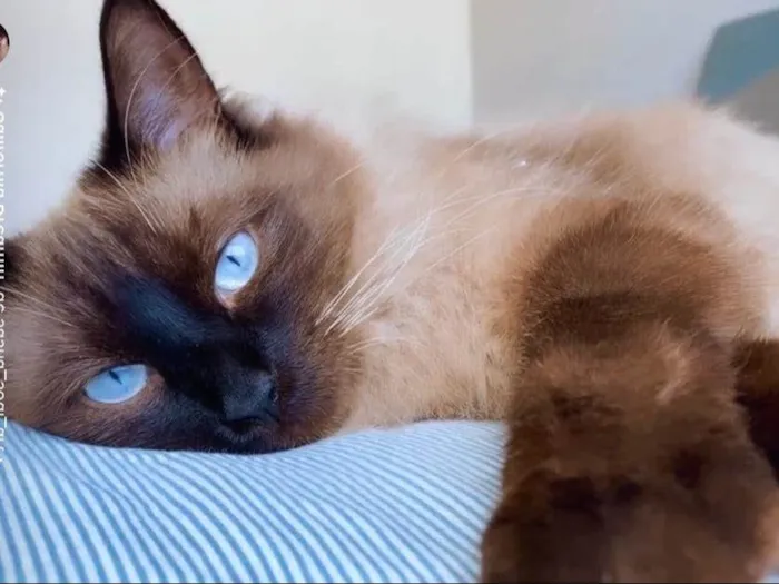 Gato ra a Siamês misturado com angorá idade 1 ano nome Nicky