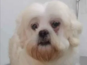 Cachorro raça Shitzu idade 2 anos nome Tito
