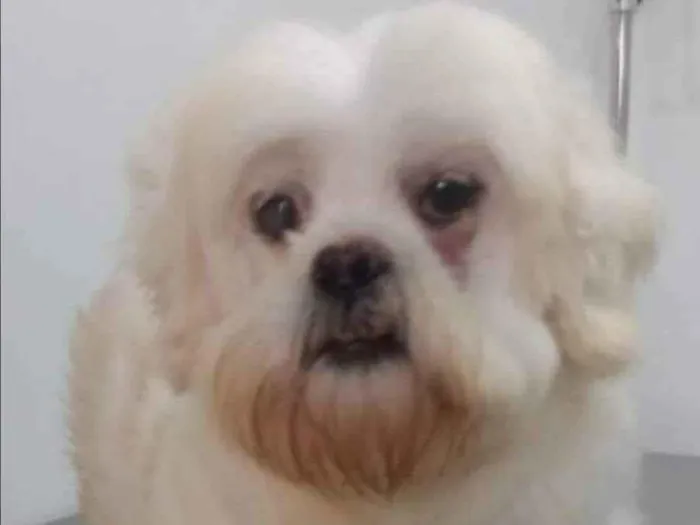 Cachorro ra a Shitzu idade 2 anos nome Tito