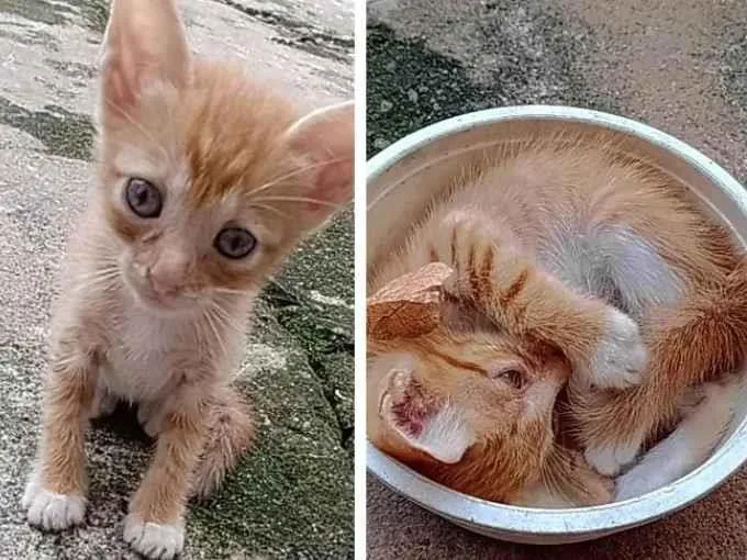 Gato ra a Viralata idade 2 a 6 meses nome Não tem ainda 