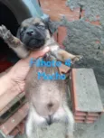 Filhotes