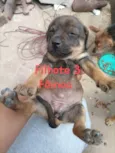 Filhotes