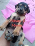 Filhotes