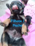 Filhotes