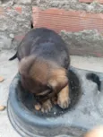 Filhotes