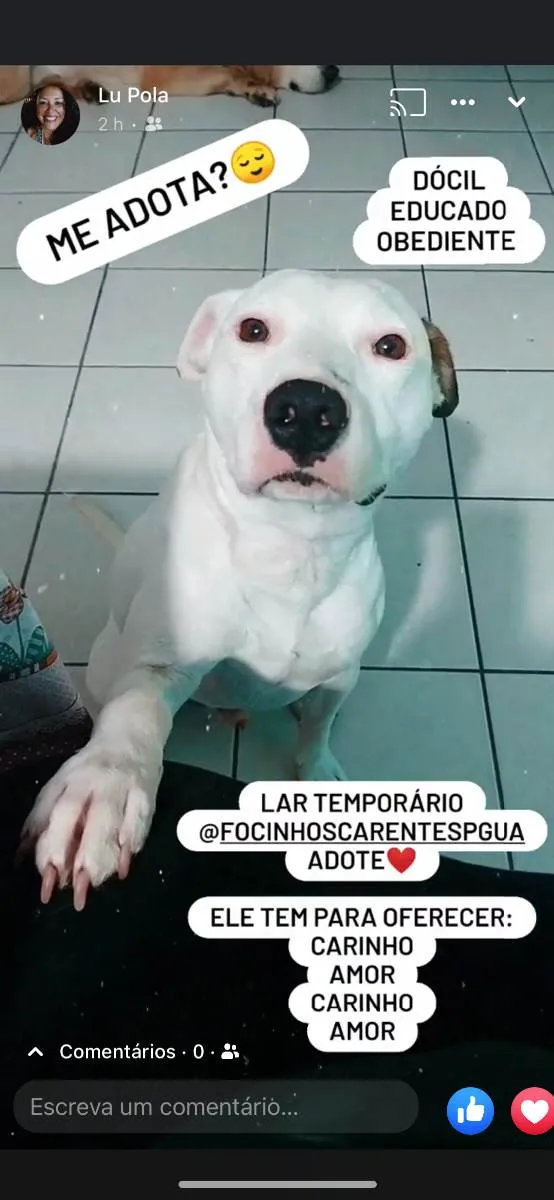 Cachorro ra a Pitbull  idade 1 ano nome Thor