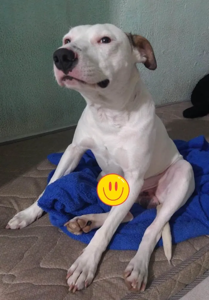 Cachorro ra a Pitbull  idade 1 ano nome Thor