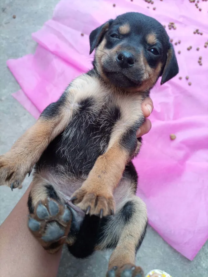 Cachorro ra a Sem raça definida  idade 2 a 6 meses nome Filhotes