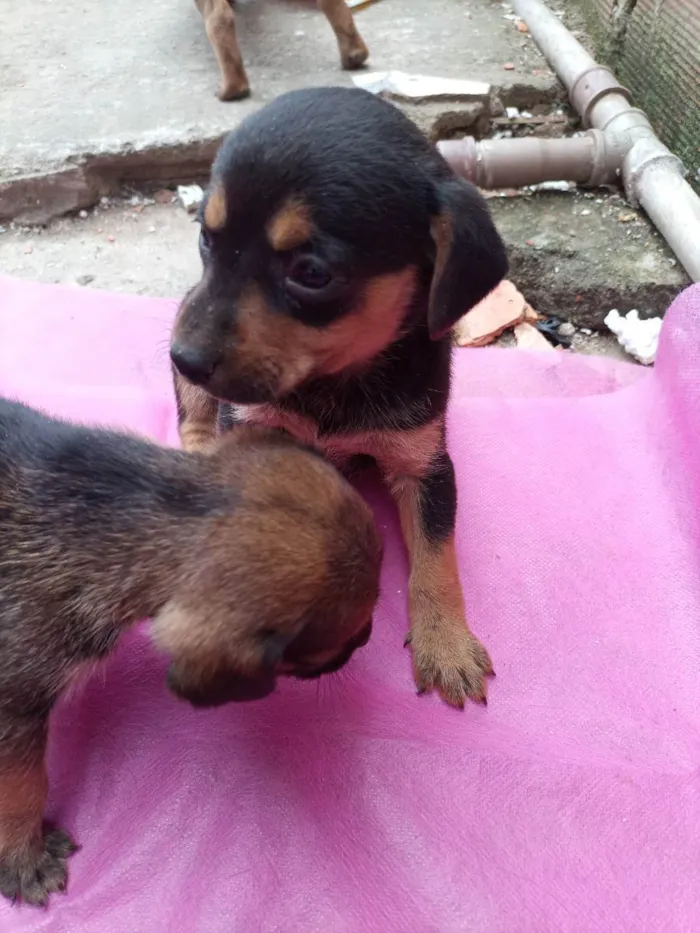 Cachorro ra a Sem raça definida  idade 2 a 6 meses nome Filhotes