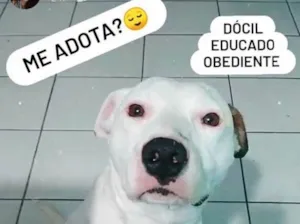 Cachorro raça Pitbull  idade 1 ano nome Thor