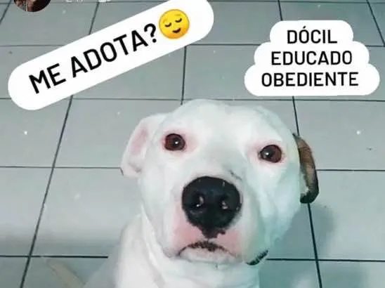 Cachorro ra a Pitbull  idade 1 ano nome Thor