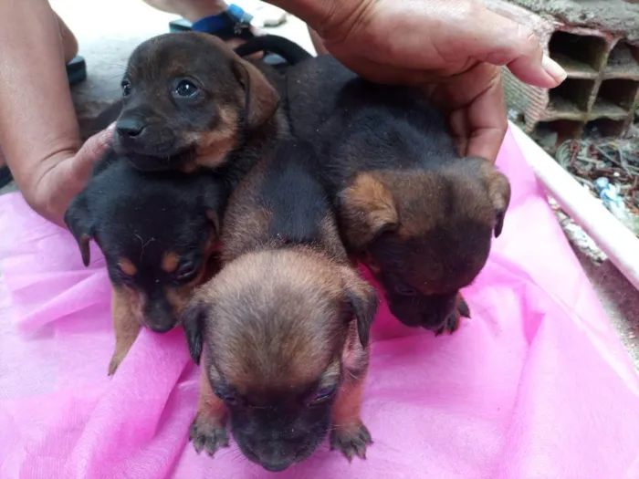 Cachorro ra a Sem raça definida  idade 2 a 6 meses nome Filhotes