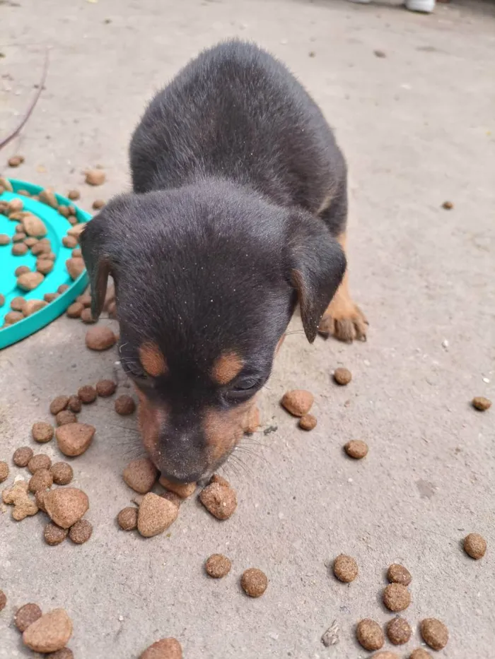 Cachorro ra a Sem raça definida  idade 2 a 6 meses nome Filhotes