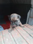 Filhotes