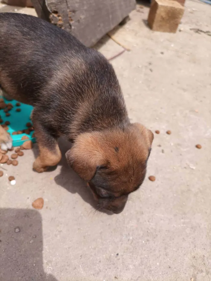 Cachorro ra a Sem raça definida  idade 2 a 6 meses nome Filhotes