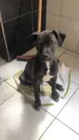 Cachorro raça Srd idade 2 a 6 meses nome Ted