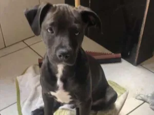 Cachorro raça Srd idade 2 a 6 meses nome Ted