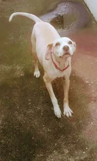 Cachorro ra a Srd idade 6 ou mais anos nome Pipa