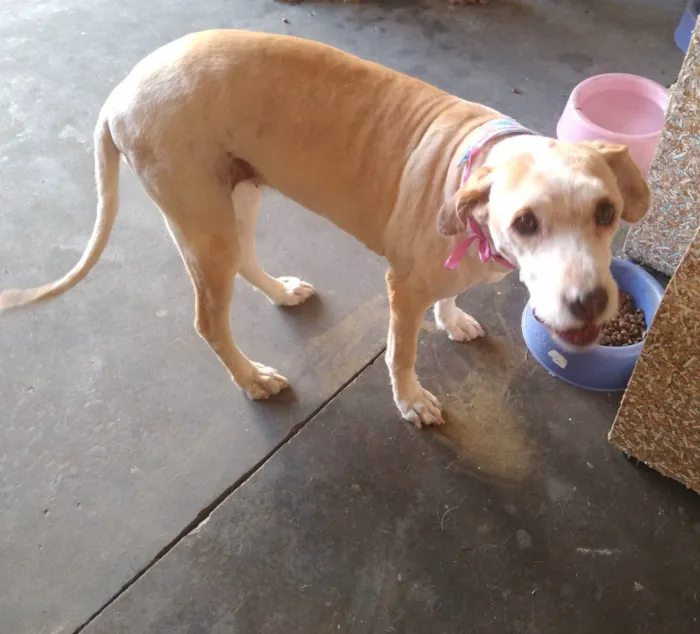 Cachorro ra a Srd idade 6 ou mais anos nome Pipa