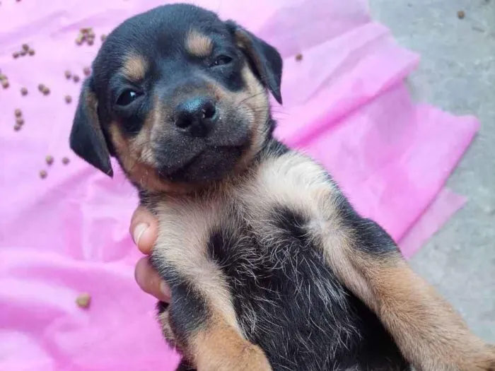 Cachorro ra a Sem raça definida  idade 2 a 6 meses nome Filhotes