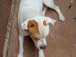 Cachorro raça Pitt bull idade  nome Kiara