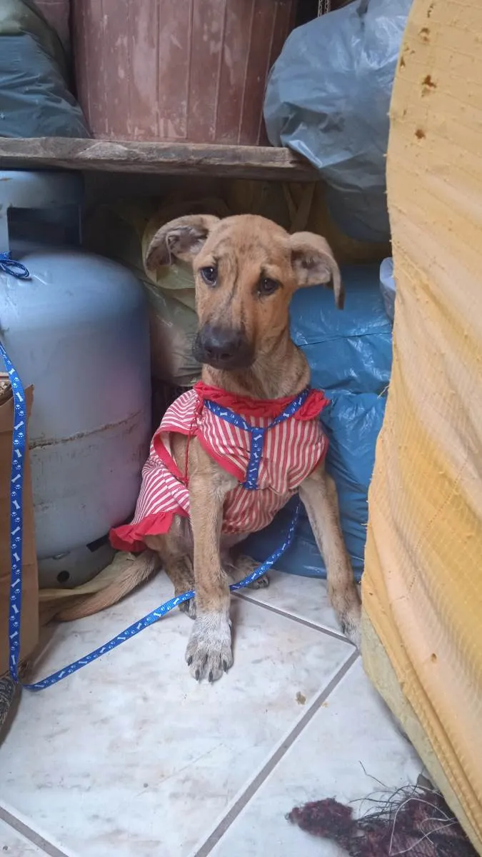 Cachorro ra a Viralata  idade 2 a 6 meses nome Clark 