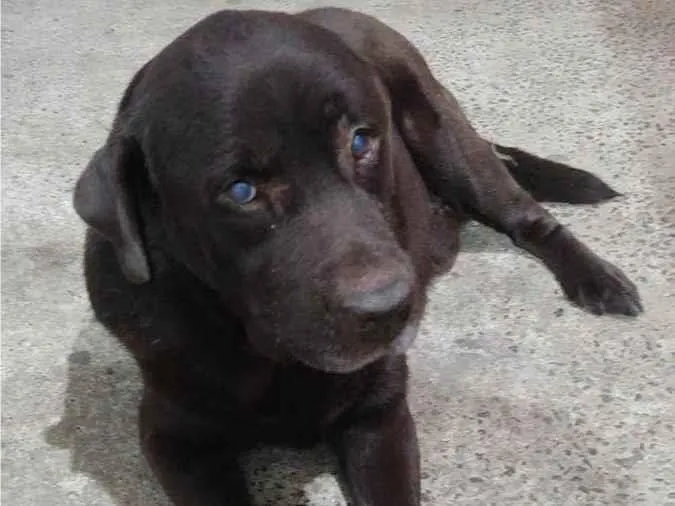 Cachorro raça Labrador  idade 6 ou mais anos nome Dylan 
