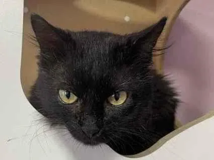 Gato raça Sem raça  idade 6 ou mais anos nome Jerry