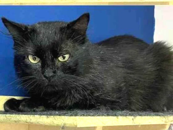 Gato raça Sem raça  idade 6 ou mais anos nome Jerry