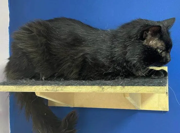 Gato raça Sem raça  idade 6 ou mais anos nome Jerry