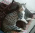 Lilica
