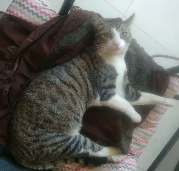 Gato ra a SRD idade 2 a 6 meses nome Lilica