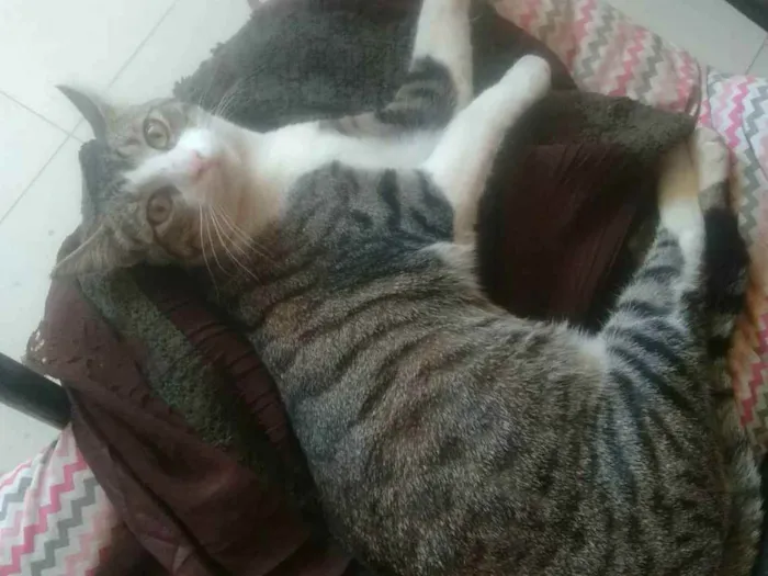 Gato ra a SRD idade 2 a 6 meses nome Lilica