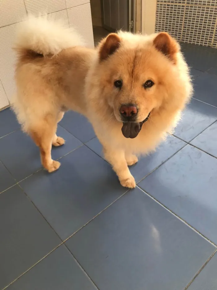 Cachorro raça Chow chow  idade 3 anos nome Thor 