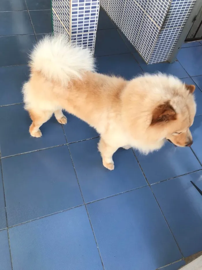 Cachorro raça Chow chow  idade 3 anos nome Thor 