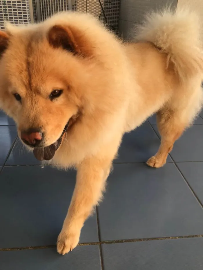 Cachorro raça Chow chow  idade 3 anos nome Thor 