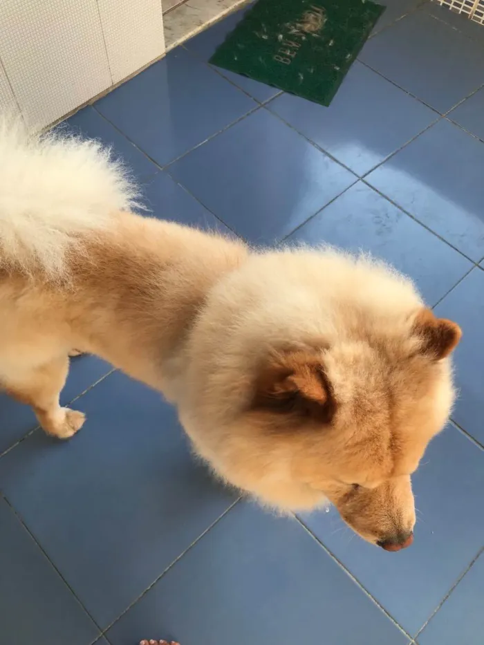 Cachorro raça Chow chow  idade 3 anos nome Thor 