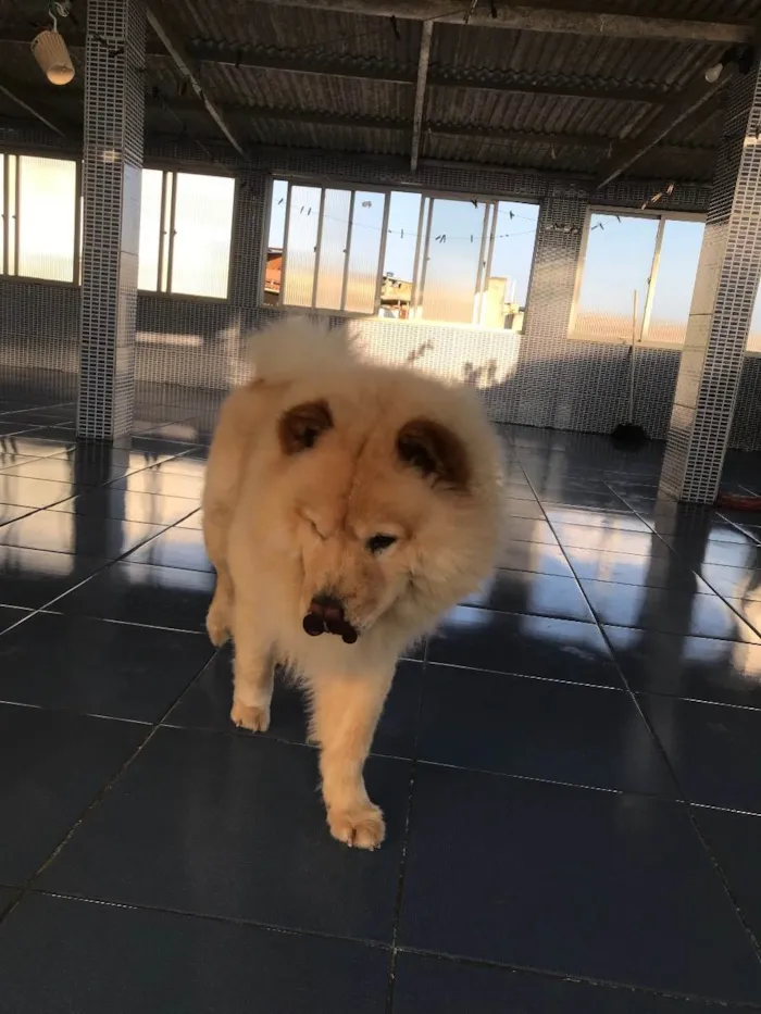 Cachorro raça Chow chow  idade 3 anos nome Thor 