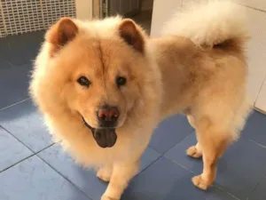 Cachorro raça Chow chow  idade 3 anos nome Thor 