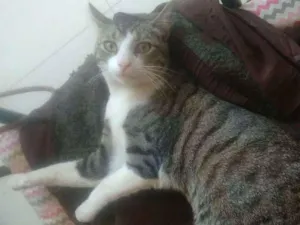 Gato raça SRD idade 2 a 6 meses nome Lilica