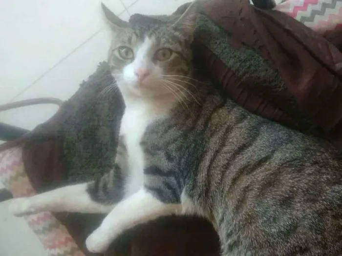 Gato ra a SRD idade 2 a 6 meses nome Lilica