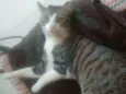 Lilica