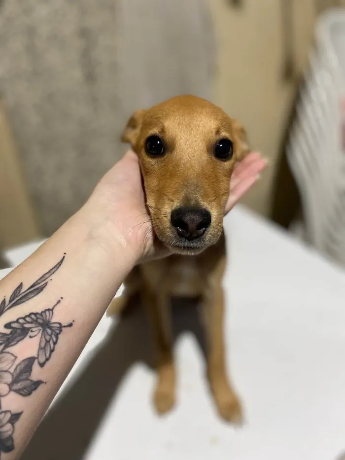 Cachorro ra a SRD idade 2 a 6 meses nome Cocada 