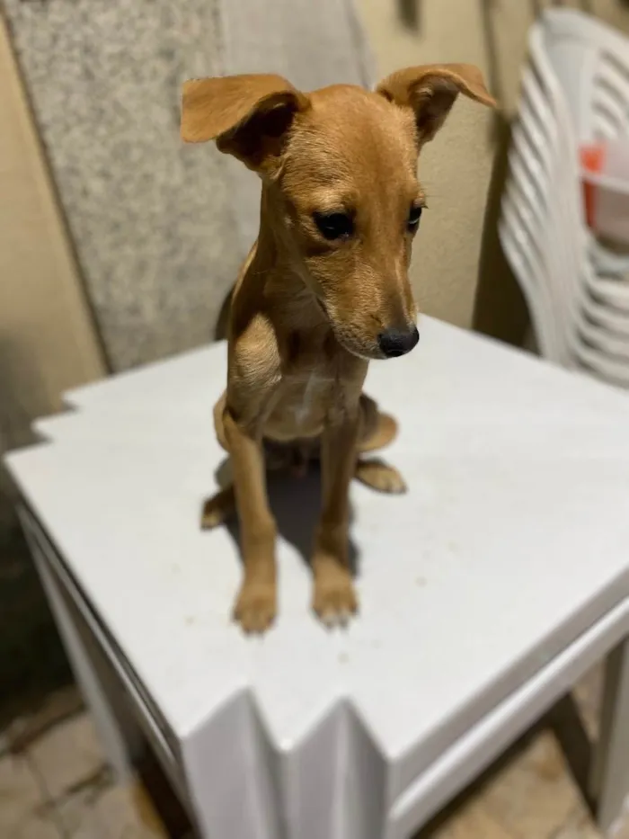 Cachorro ra a SRD idade 2 a 6 meses nome Cocada 