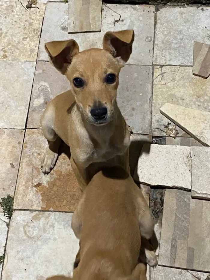 Cachorro ra a SRD idade 2 a 6 meses nome Cocada 