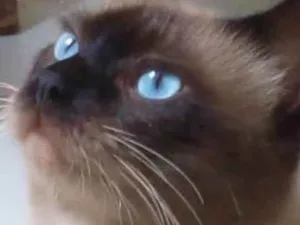 Gato raça Siamês idade 1 ano nome TShano